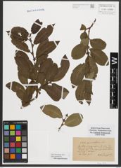 Foto von Salix appendiculata Vill.